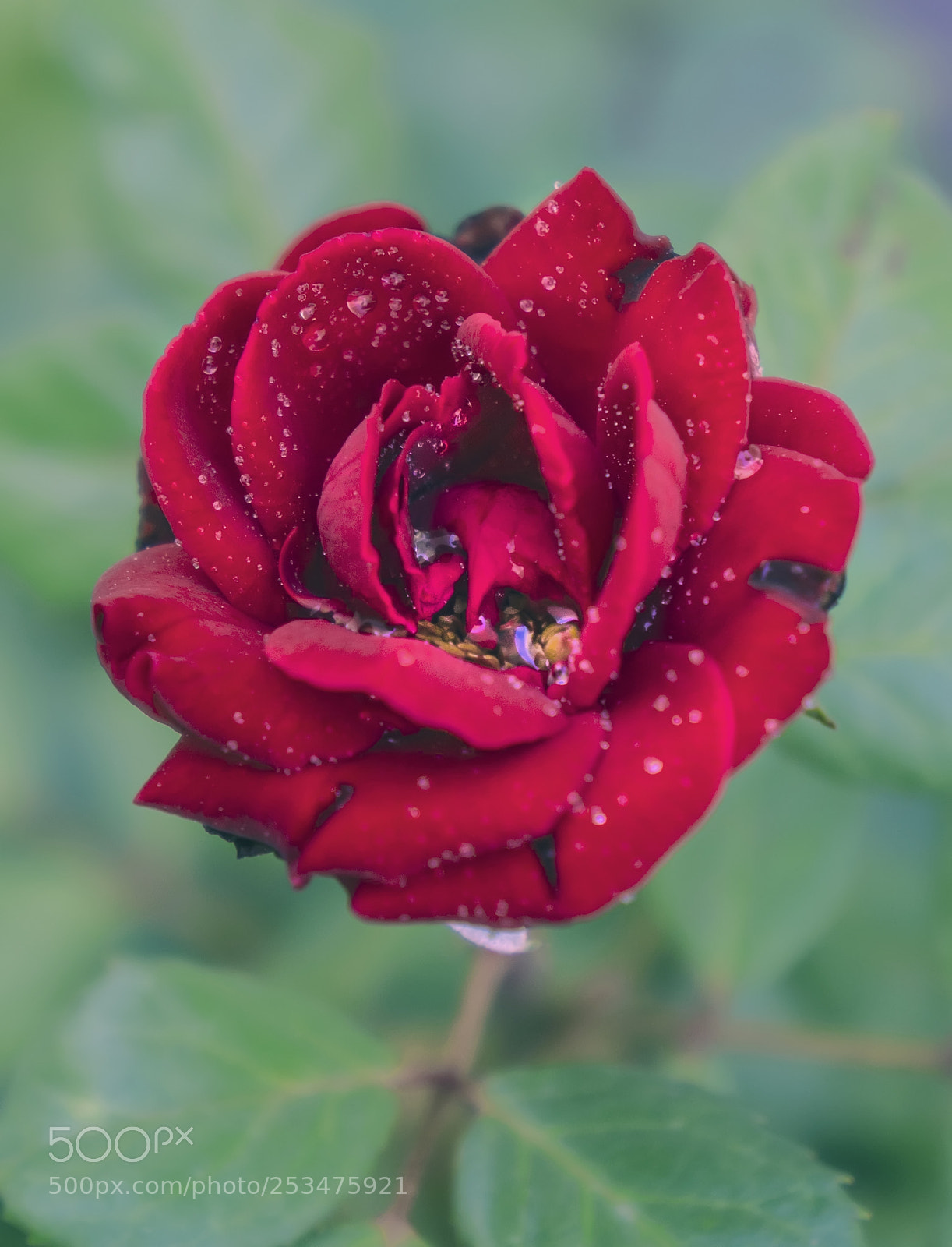 Sony Alpha NEX-5N sample photo. Rose photography