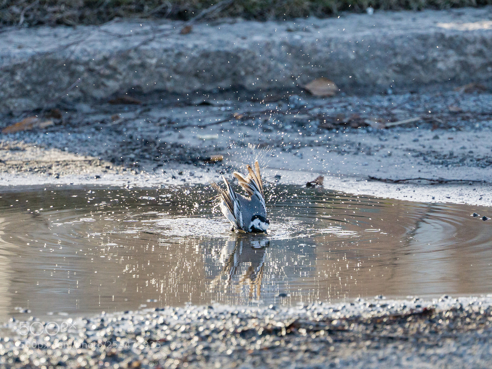 Sony a6000 sample photo. White wagtail taking a photography