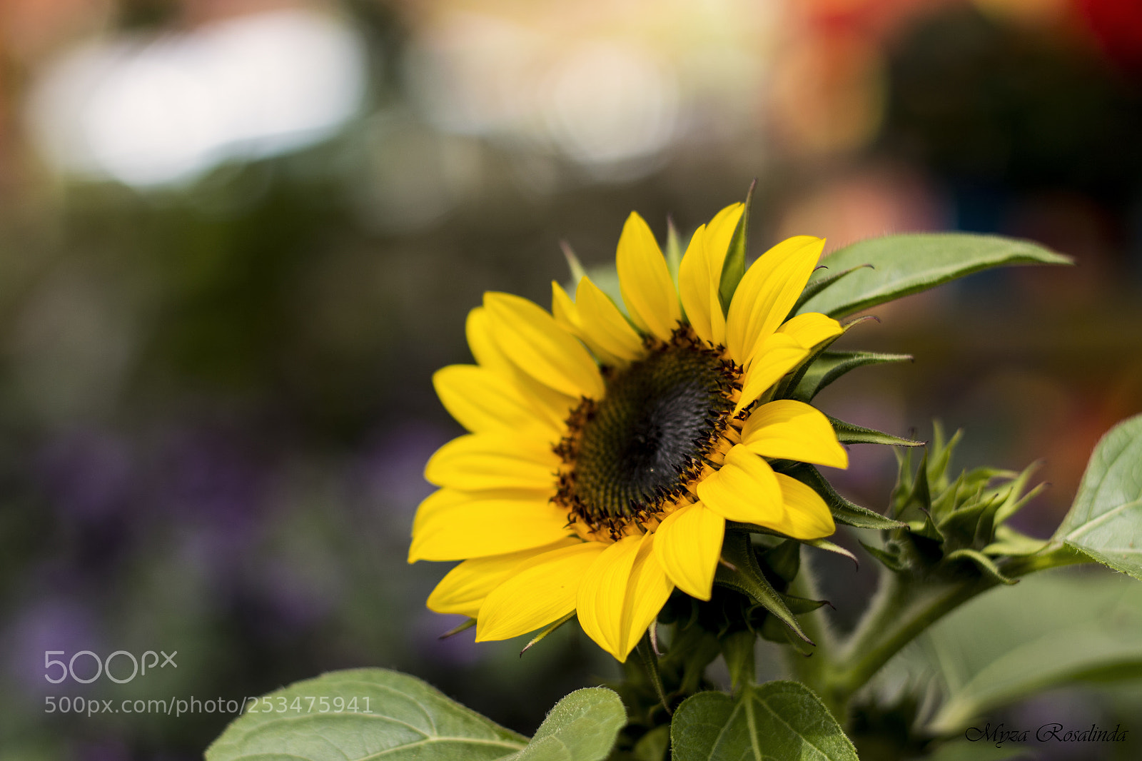 Canon EOS 70D sample photo. Sunflower photography