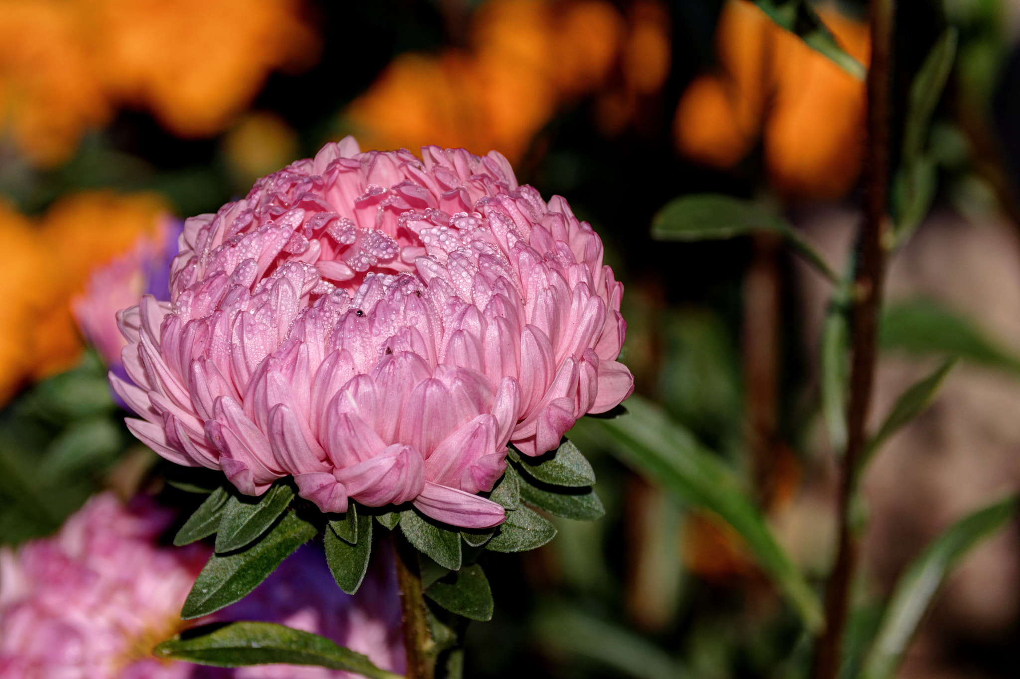 Sigma 50-200mm F4-5.6 DC OS HSM sample photo. Flower photography