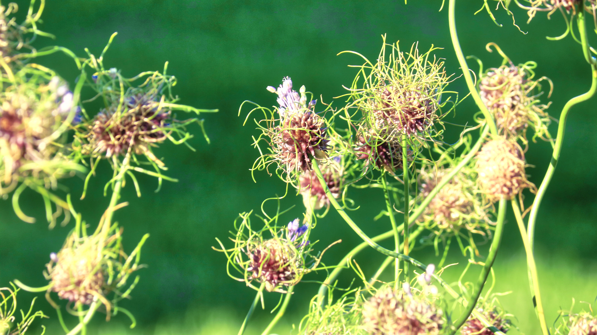 Canon EF-S 55-250mm F4-5.6 IS II sample photo. Beauty of nature photography