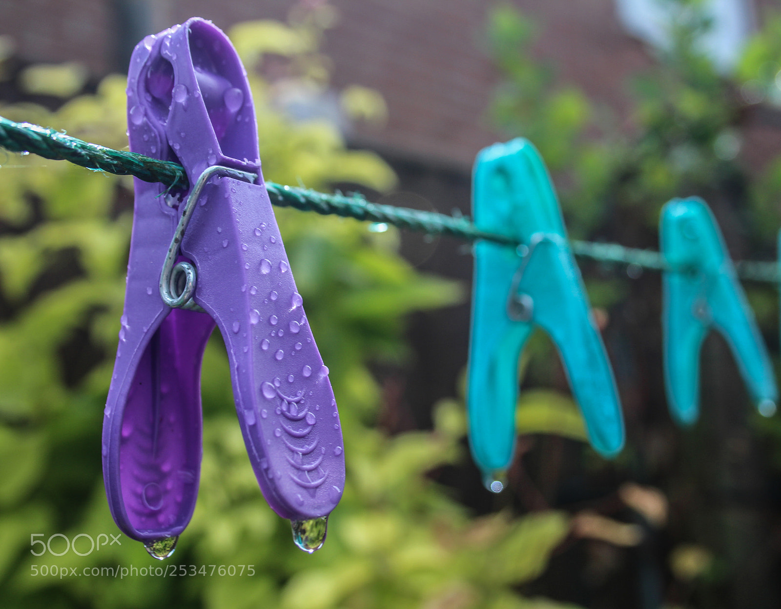 Canon EOS 650D (EOS Rebel T4i / EOS Kiss X6i) sample photo. Pegs after the rain photography