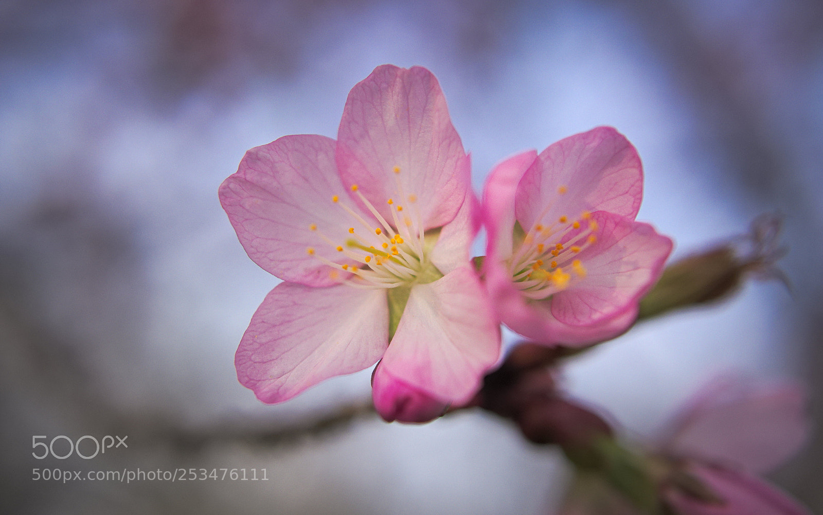 Olympus PEN E-PL5 sample photo. Pink wonder photography