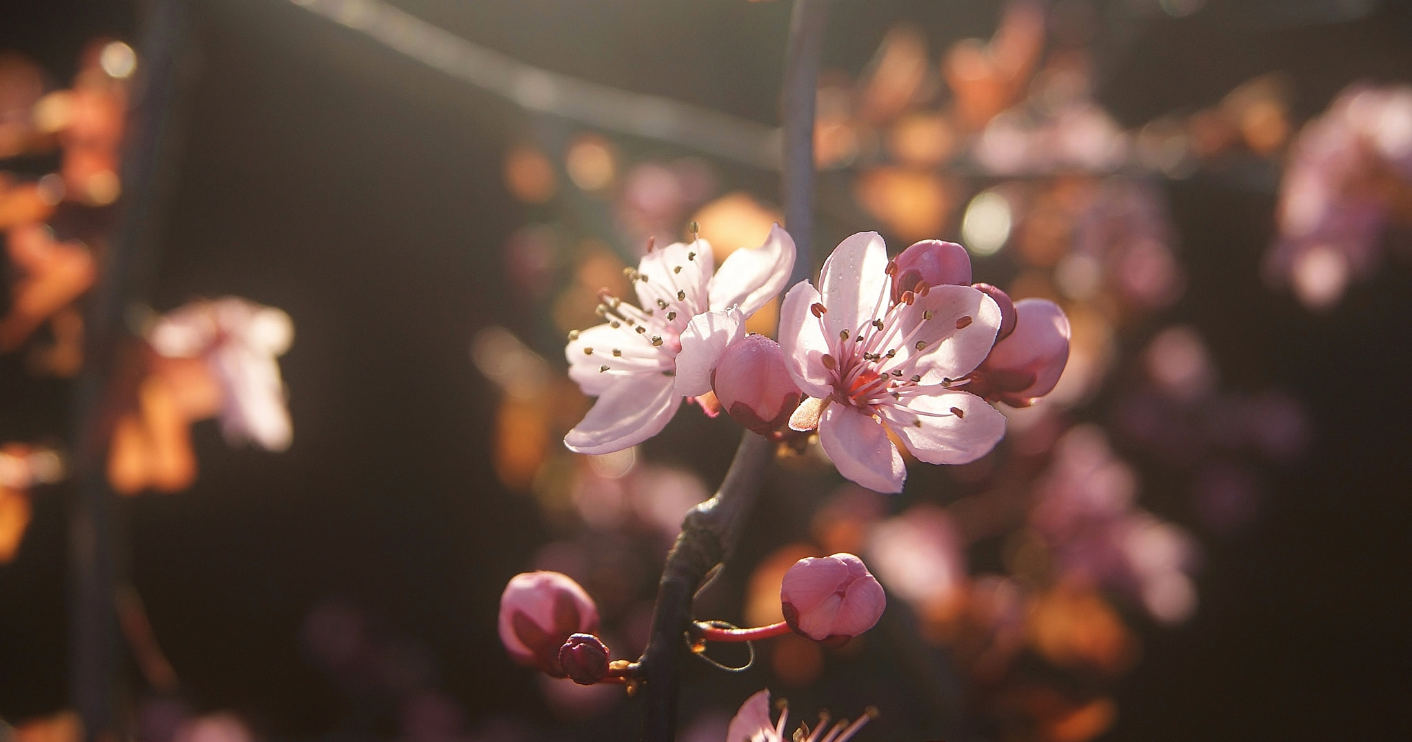 Sony Alpha DSLR-A380 sample photo. My pink plum blossom ... photography