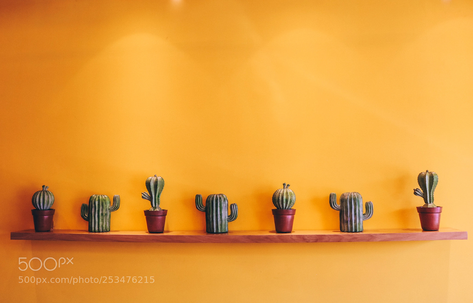 Canon EOS 750D (EOS Rebel T6i / EOS Kiss X8i) sample photo. Cactus photography