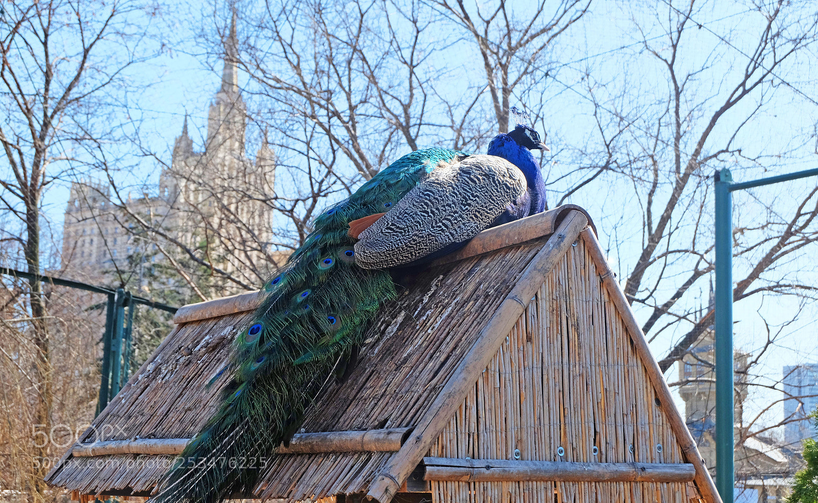 Fujifilm X-M1 sample photo. Peacock on the roof photography