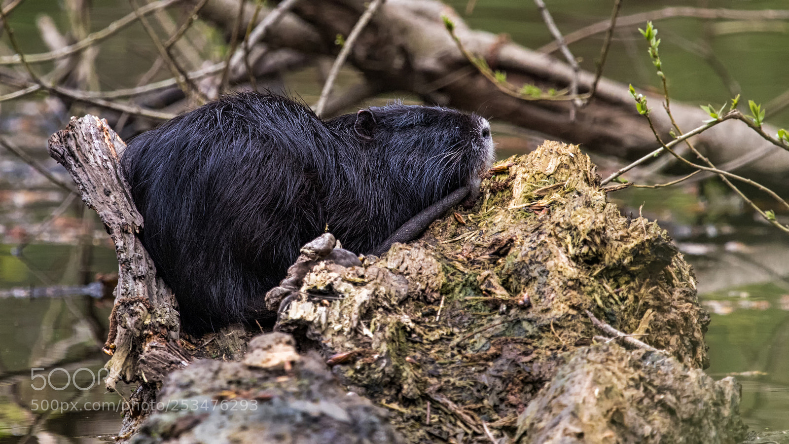 Canon EOS 80D sample photo. Nutria photography