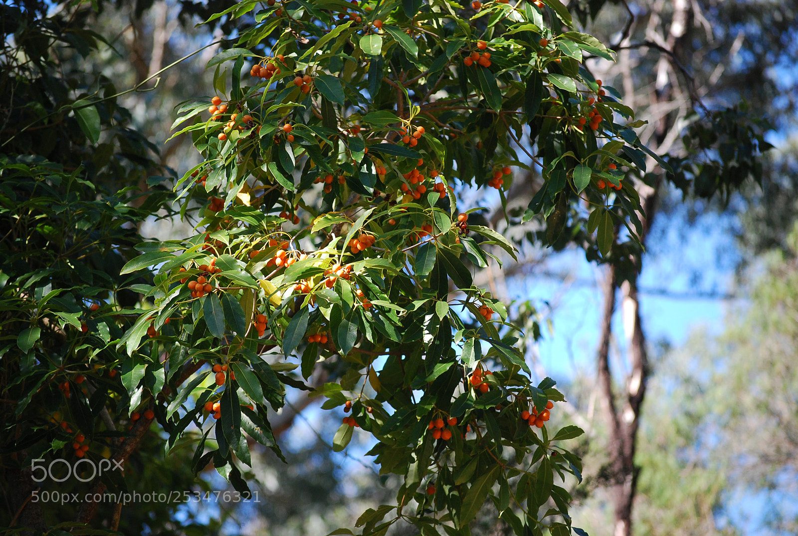 Nikon D40X sample photo. A 'berry' pretty tree photography