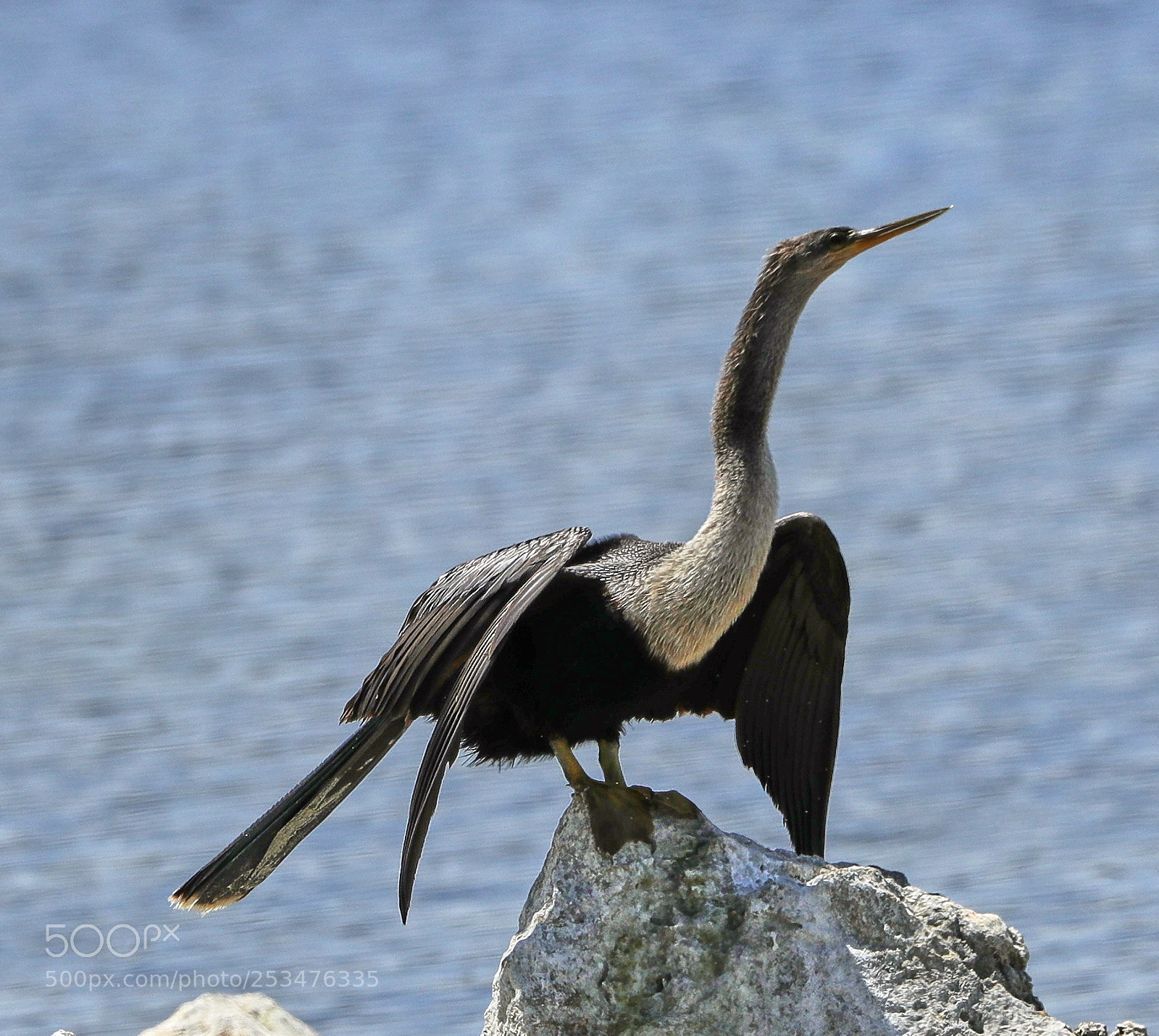 Canon EOS-1D X Mark II sample photo. 04-13-18-0012019.jpg photography