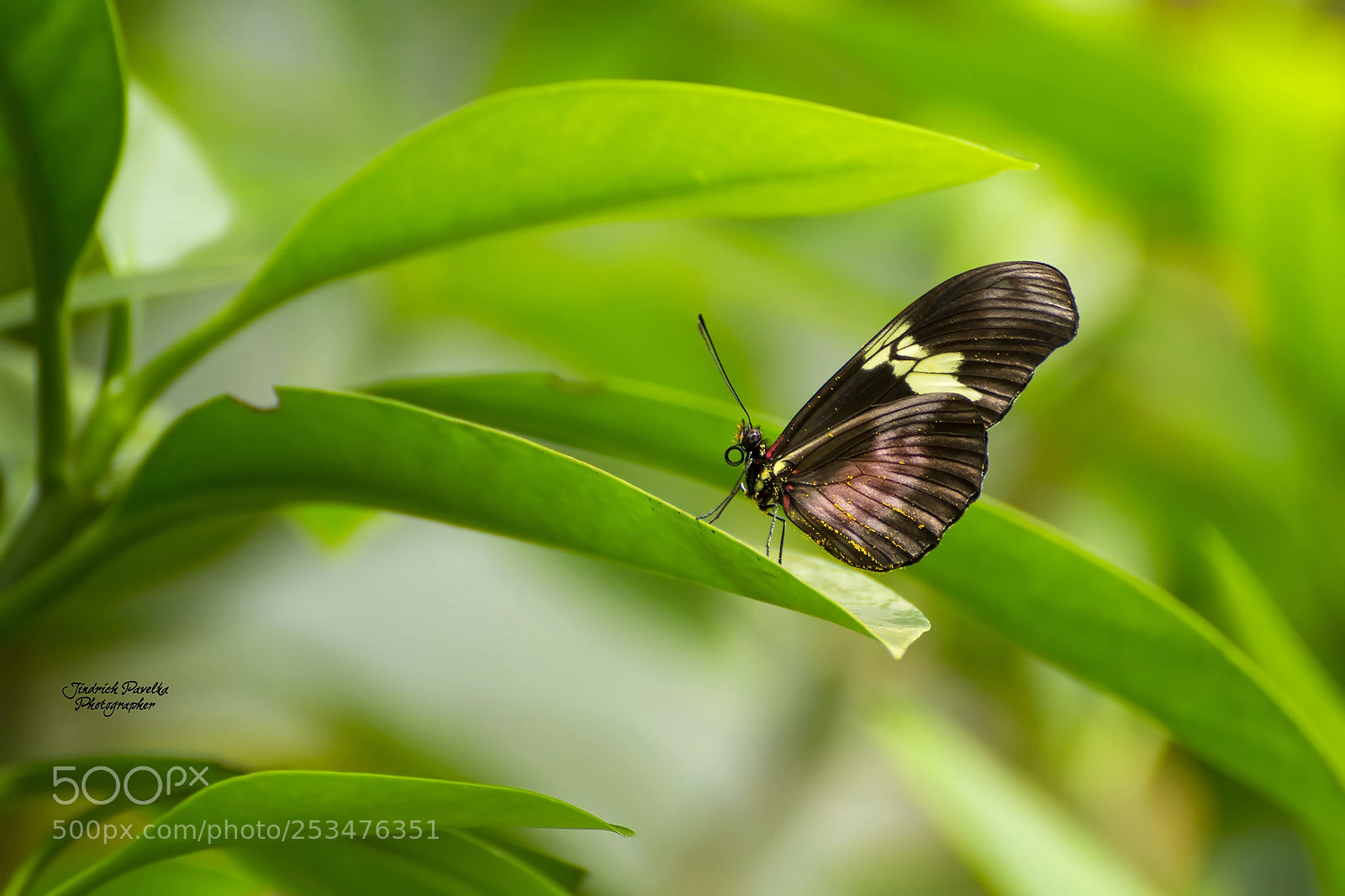 Canon EOS 100D (EOS Rebel SL1 / EOS Kiss X7) sample photo. Butterfly photography