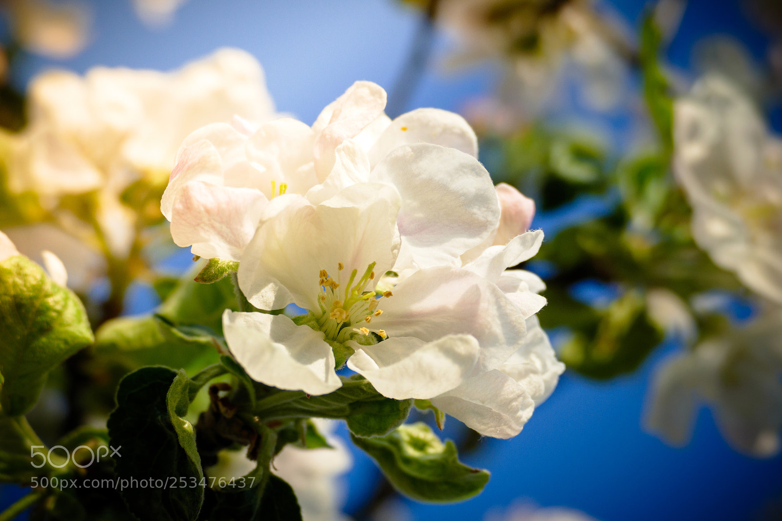 Panasonic Lumix DMC-FZ1000 sample photo. Apple blossom photography