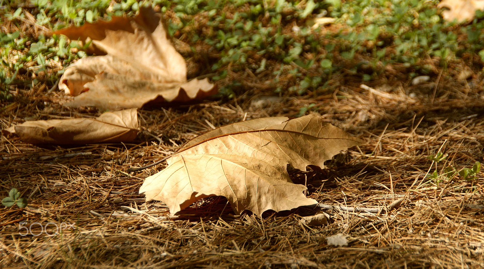 Sony Alpha DSLR-A350 sample photo. Hojas secas en verano photography