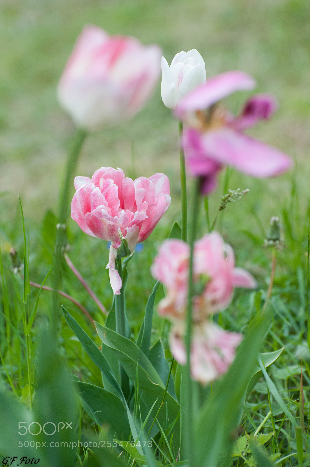 Nikon D90 sample photo. Pralormo () photography
