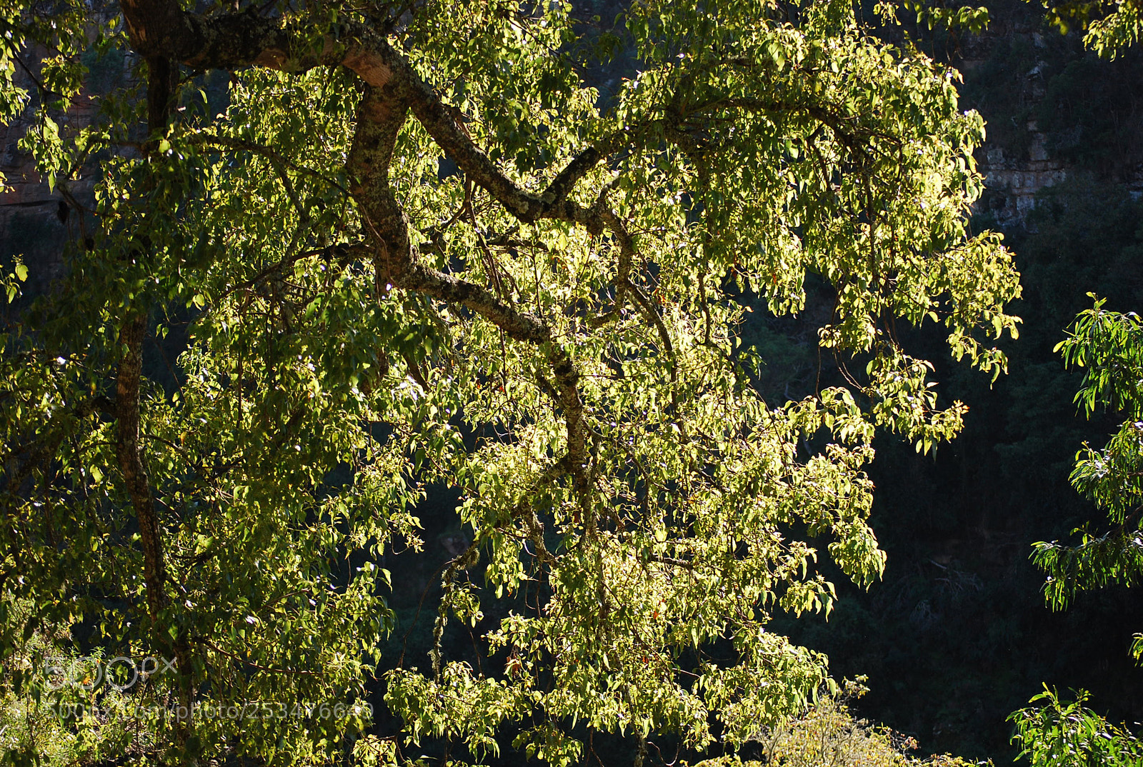 Nikon D40X sample photo. Sunlit photography