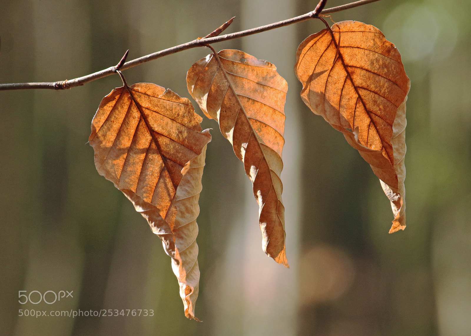 Canon EOS 7D Mark II sample photo. St2018 002.jpg photography