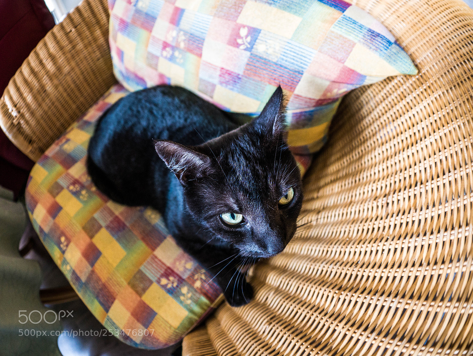 Panasonic DMC-G81 sample photo. Kater photography