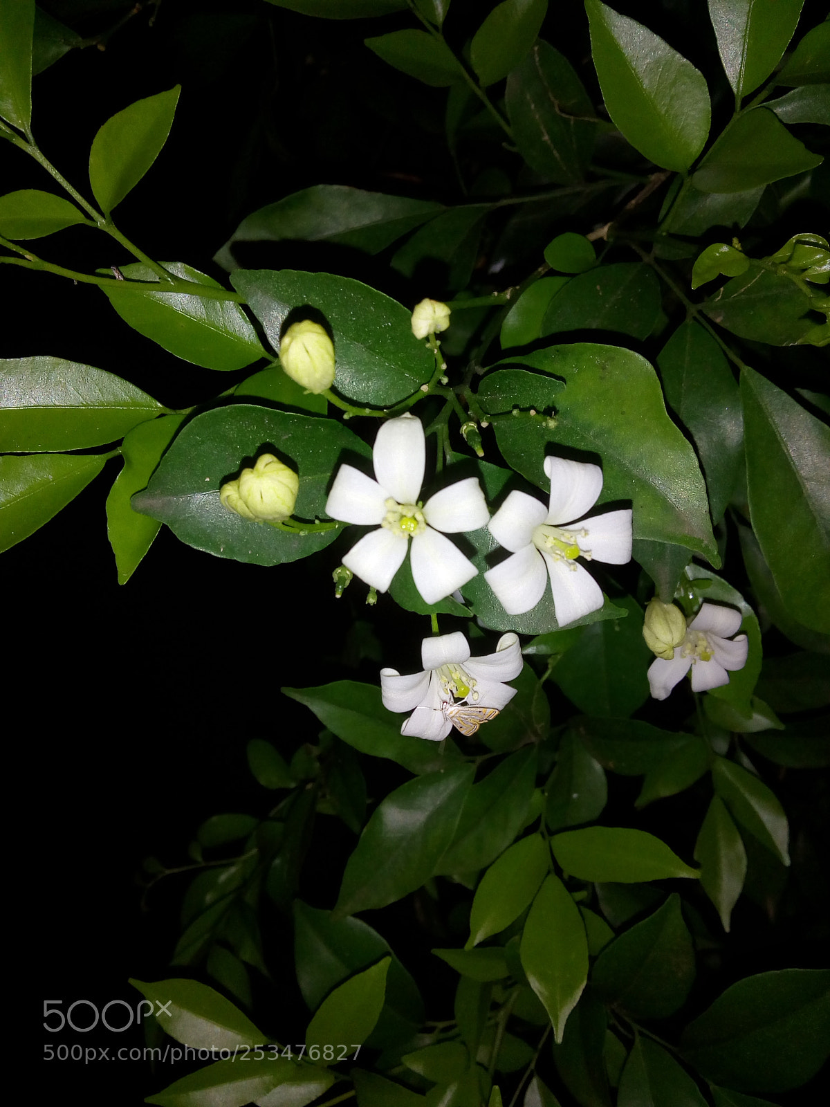 Motorola Moto E4 sample photo. Untitled photography