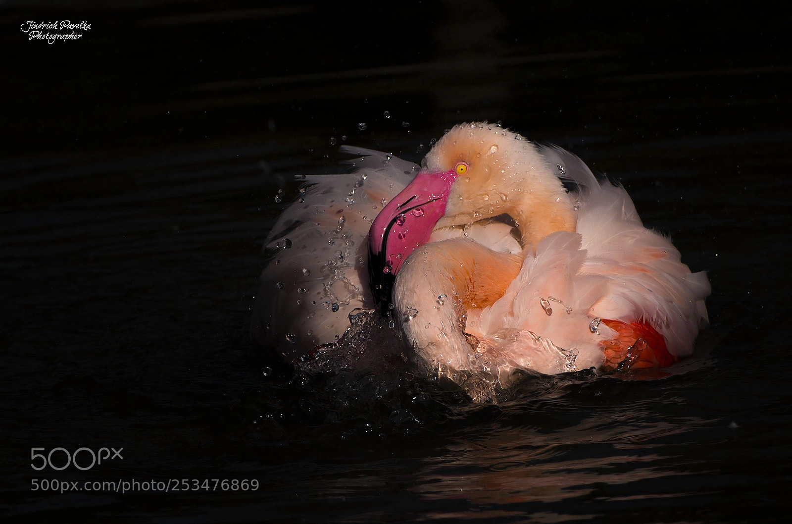 Canon EOS 100D (EOS Rebel SL1 / EOS Kiss X7) sample photo. Greater flamingo
(phoenicopterus roseus) photography