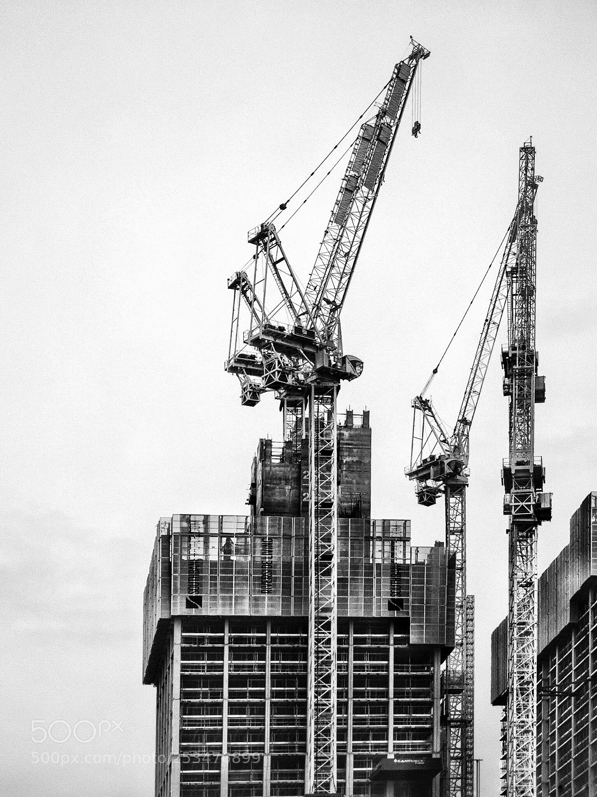 Olympus OM-D E-M10 II sample photo. Cranes photography
