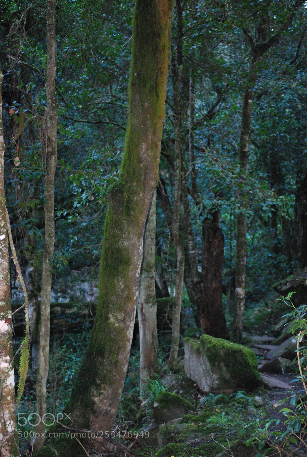 Nikon D40X sample photo. Mossy tree photography