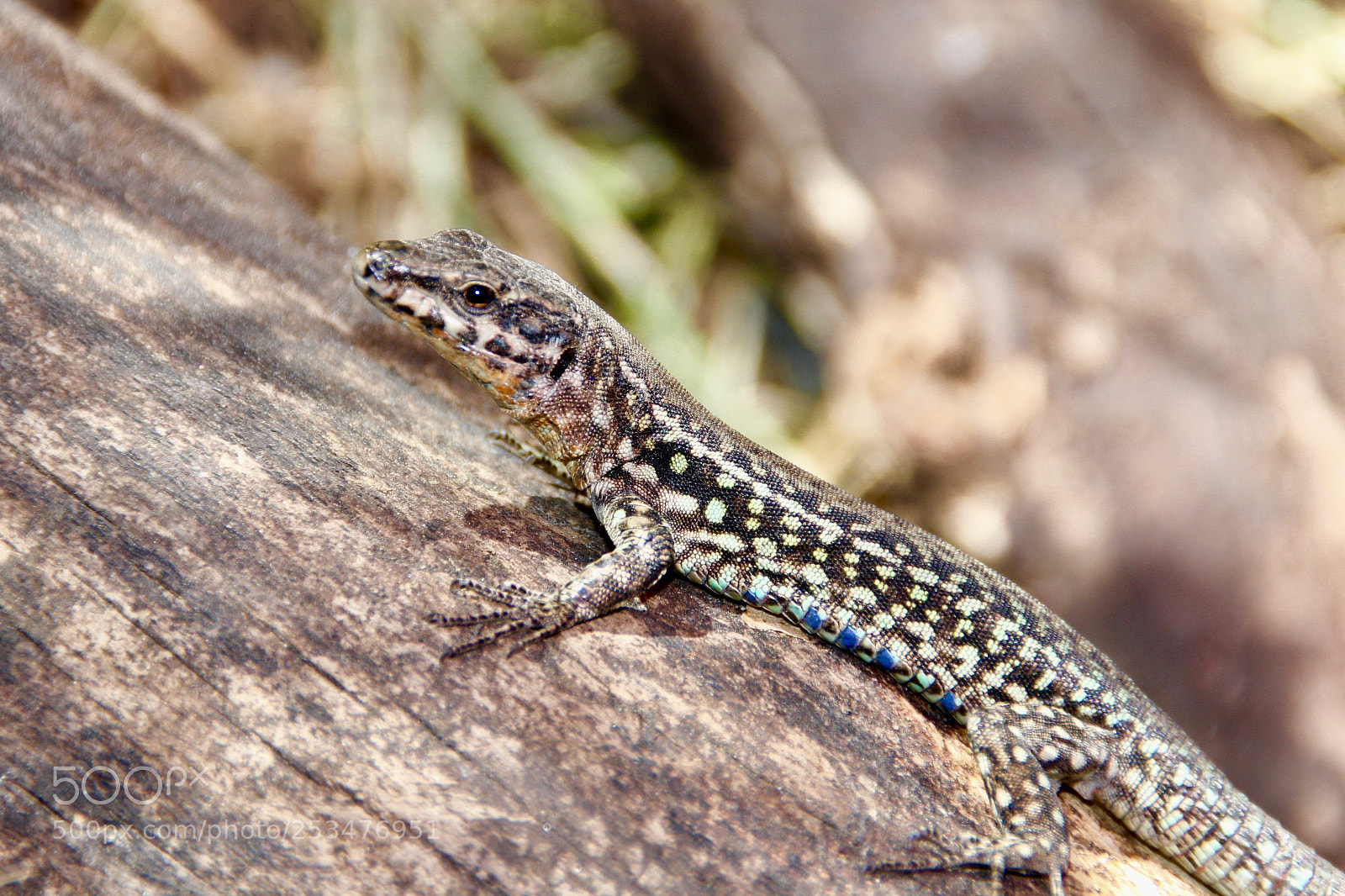 Canon EOS 550D (EOS Rebel T2i / EOS Kiss X4) sample photo. Lizard photography