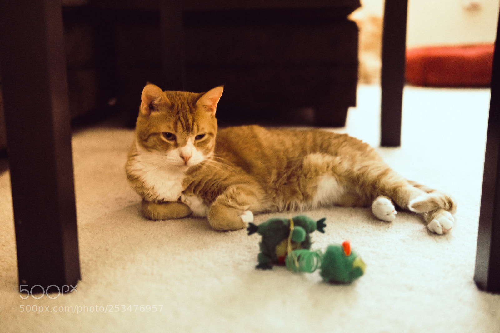 Sony a6000 sample photo. Speedy on a friday photography