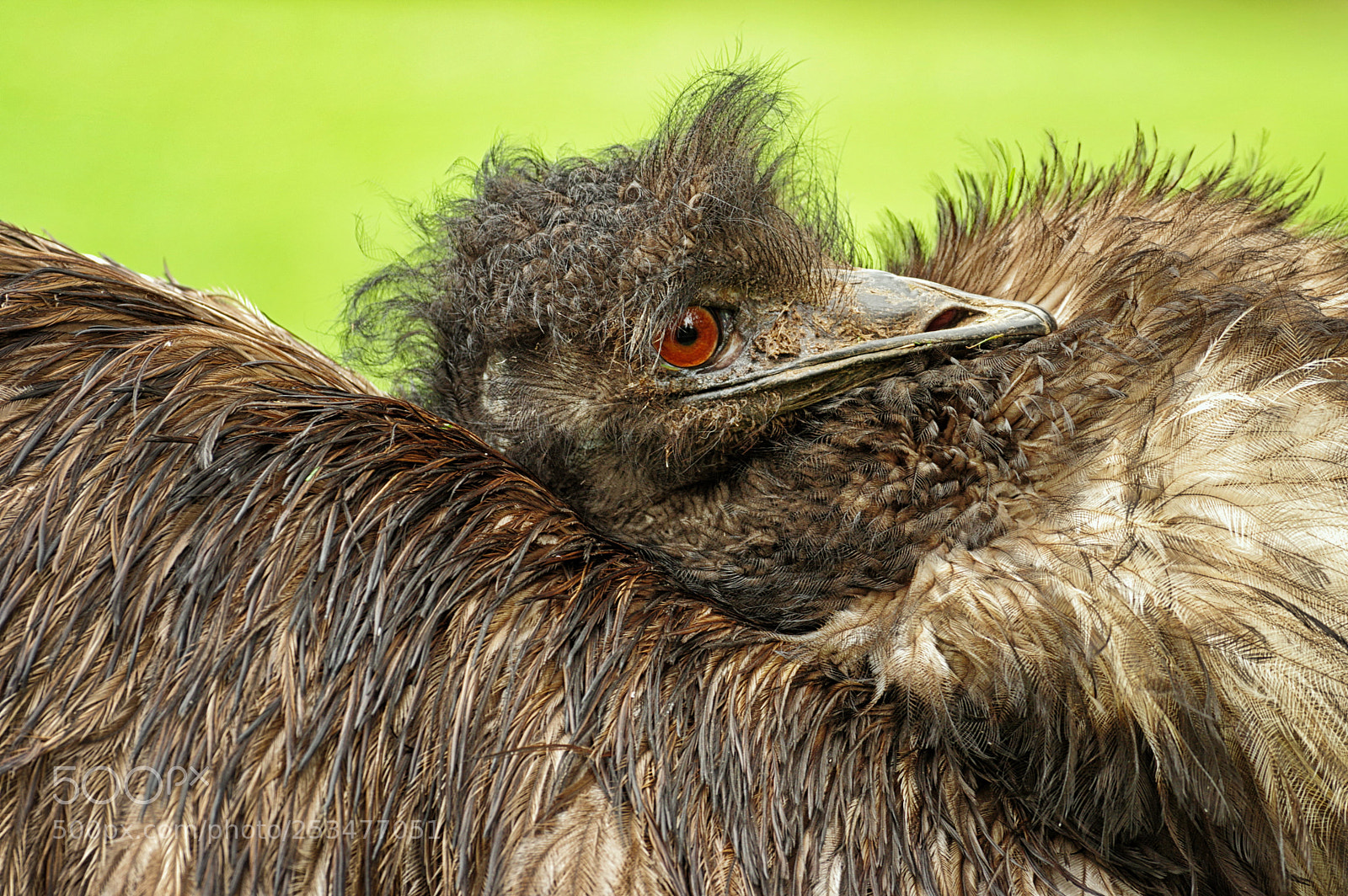 Pentax K-3 sample photo. Resting emu photography
