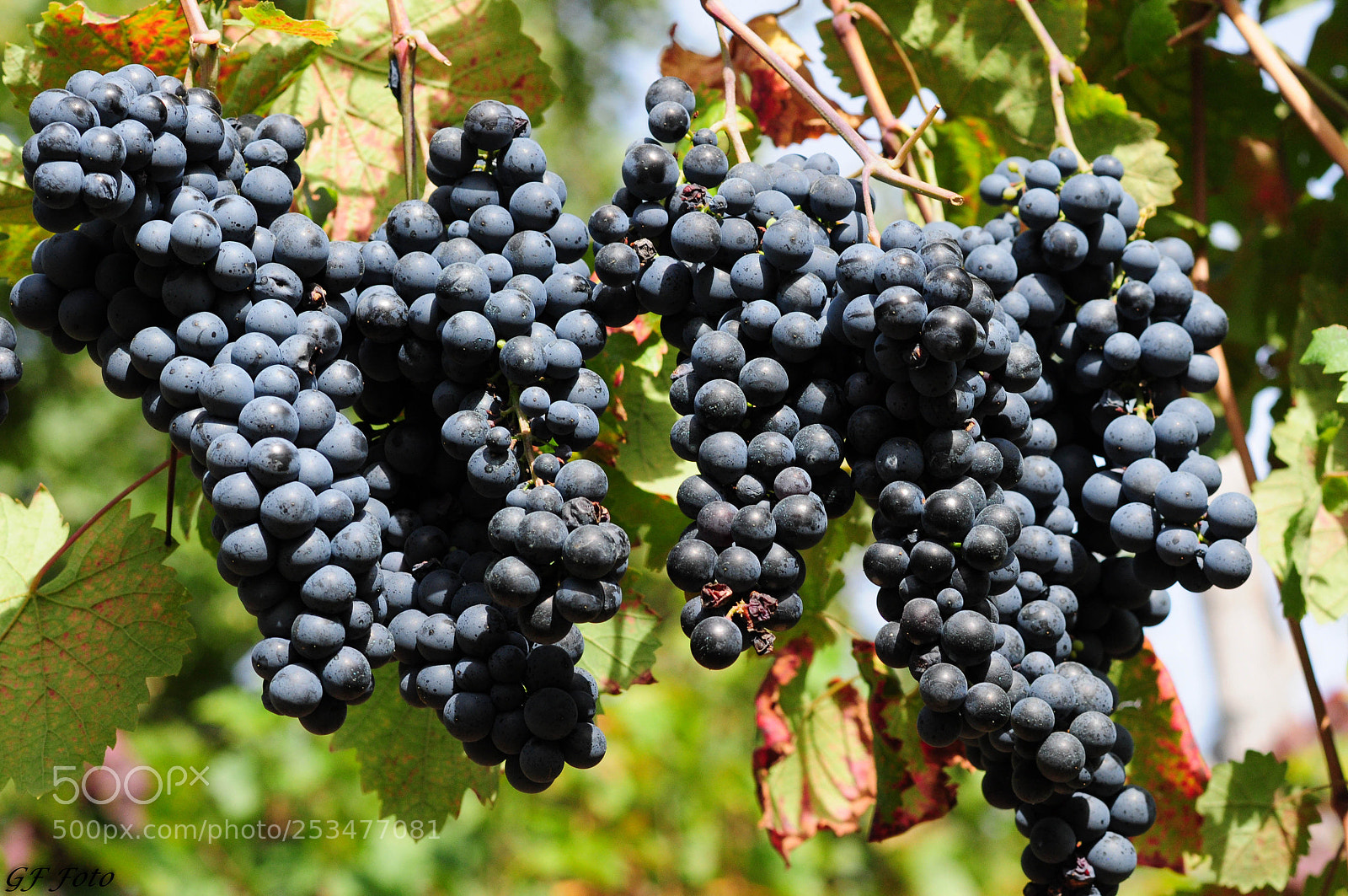Nikon D90 sample photo. Settembre () photography