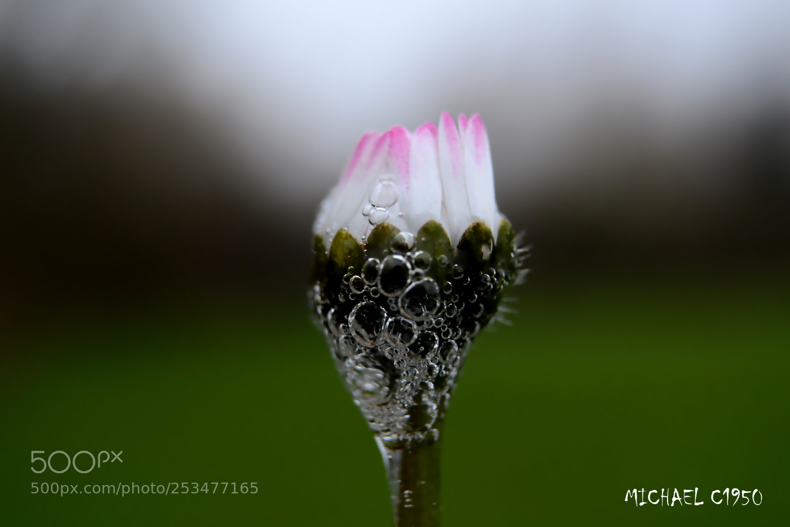 Nikon D3100 sample photo. Dewy daisy photography