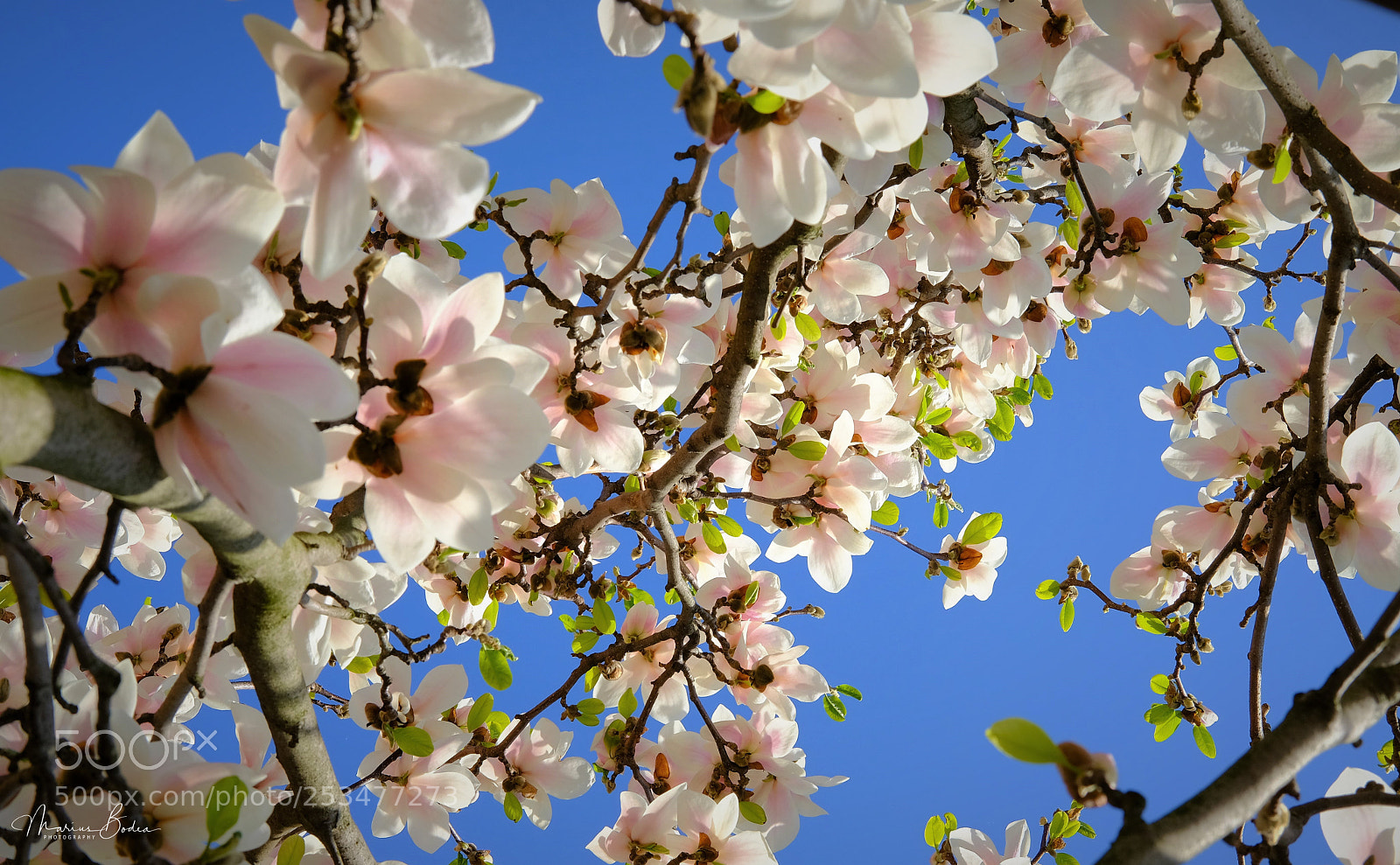 Fujifilm X-T2 sample photo. Sky flowers photography