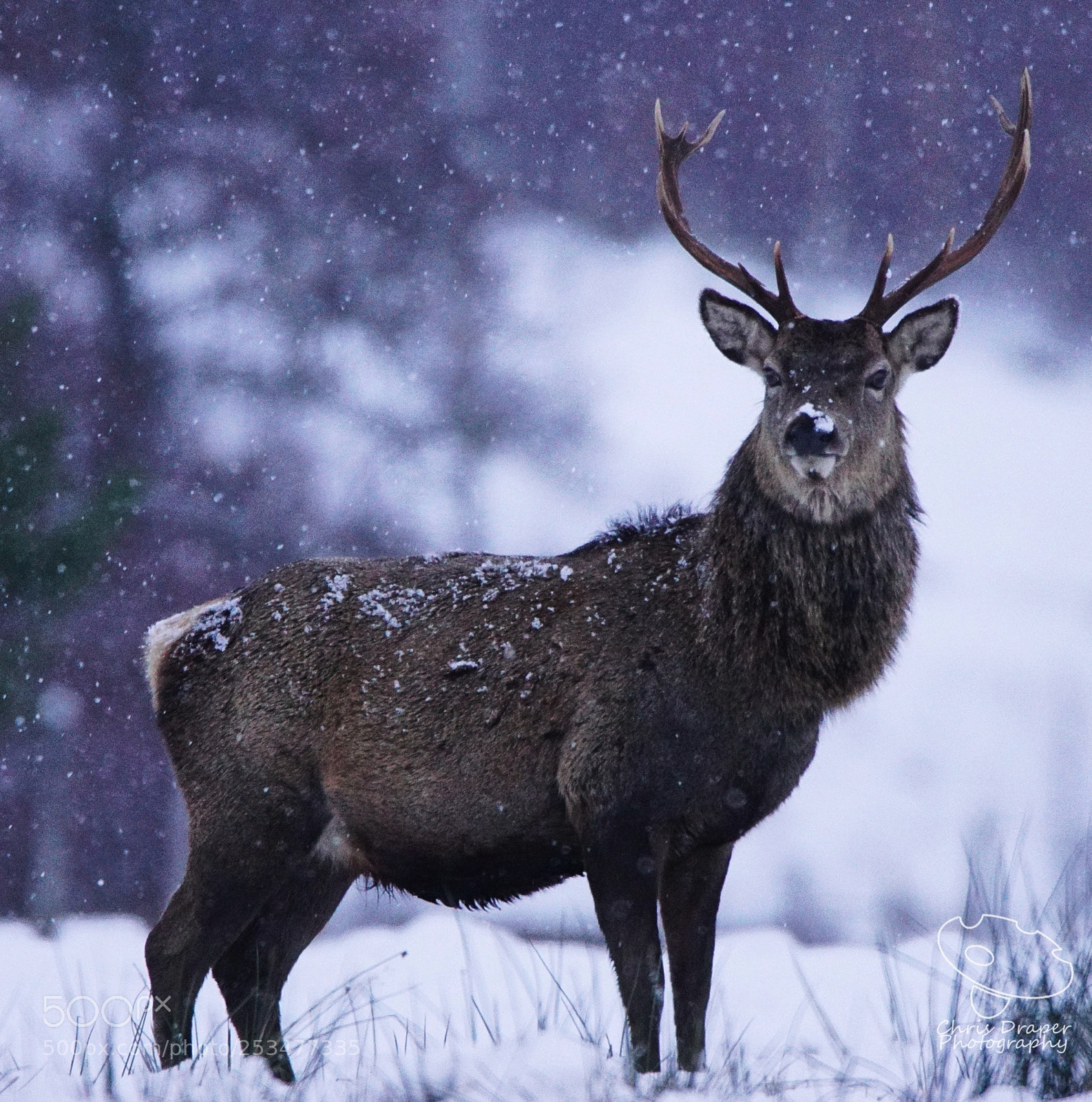 Sony ILCA-77M2 sample photo. Stag in the snow photography