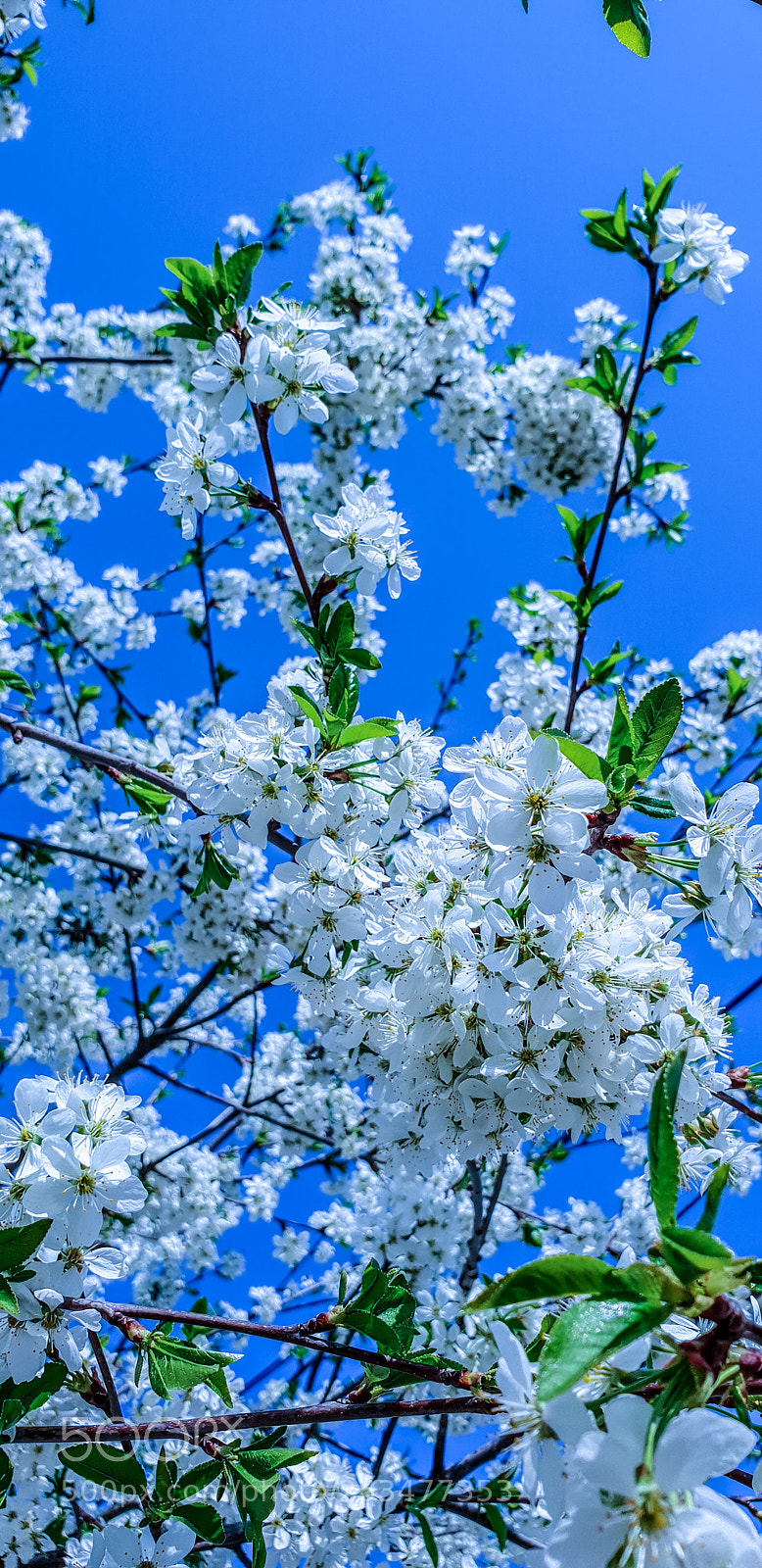 Samsung Galaxy S9+ sample photo. Untitled photography