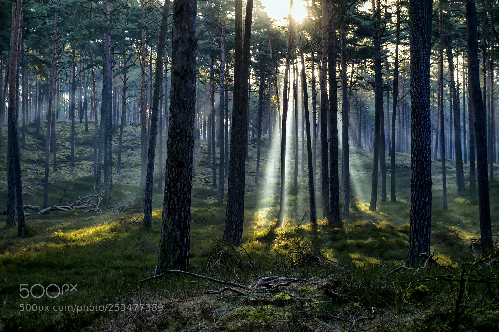 Sony a6000 sample photo. Morning in the woods photography