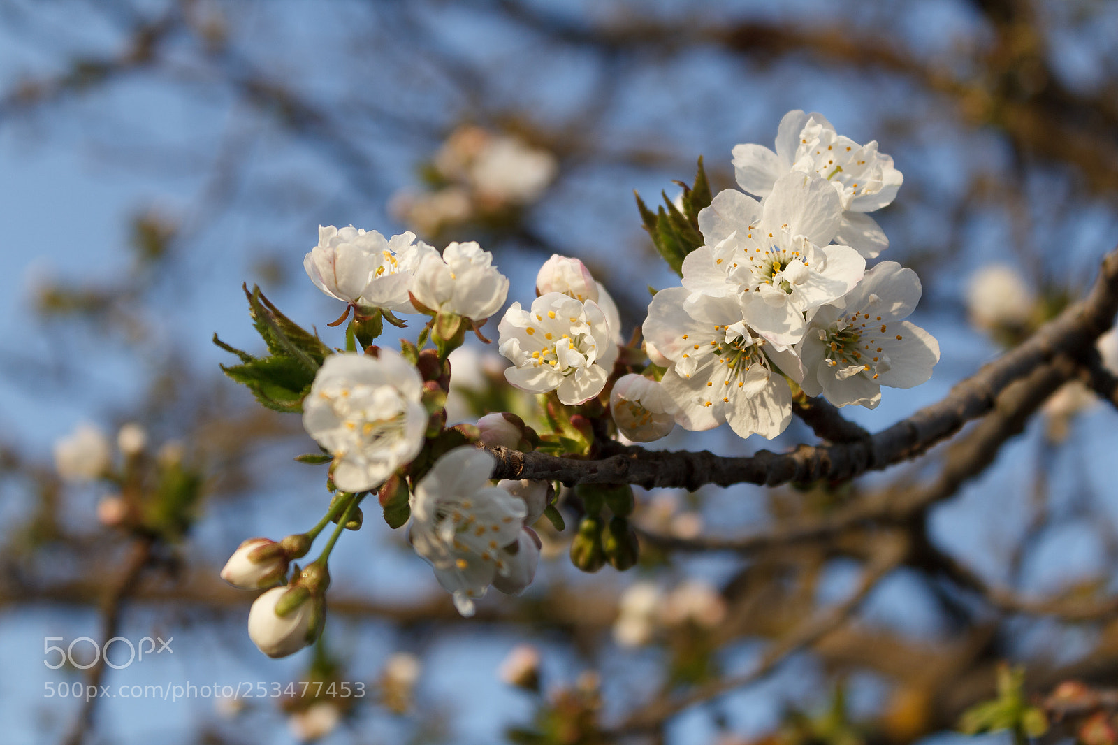 Canon EOS 600D (Rebel EOS T3i / EOS Kiss X5) sample photo. Cherry flowers photography
