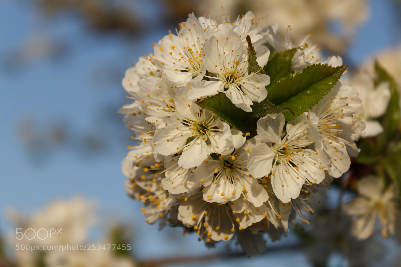 Canon EOS 600D (Rebel EOS T3i / EOS Kiss X5) sample photo. Cherry flowers photography
