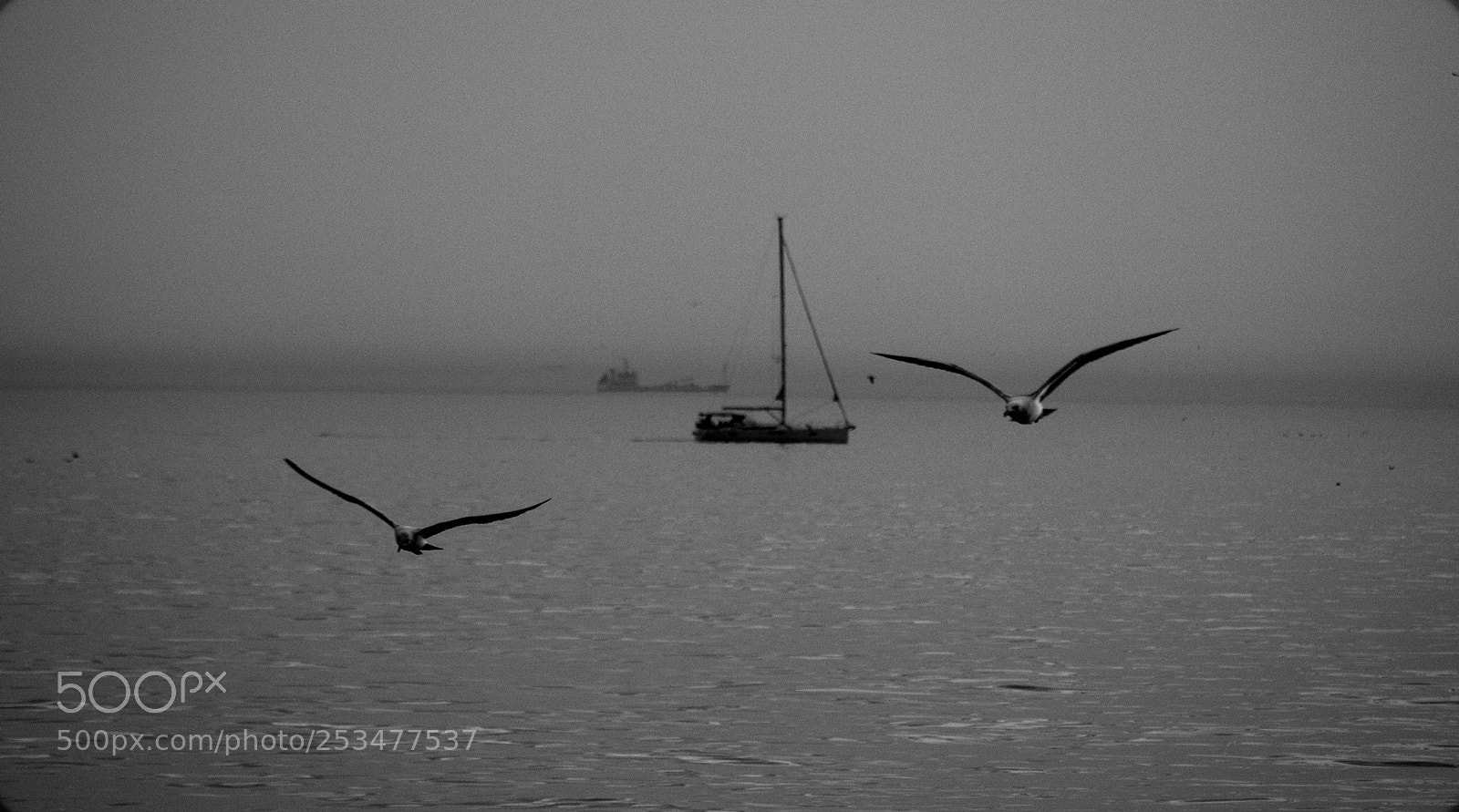 Canon EOS 100D (EOS Rebel SL1 / EOS Kiss X7) sample photo. Seagulls, sailboat, sea, istanbul. photography
