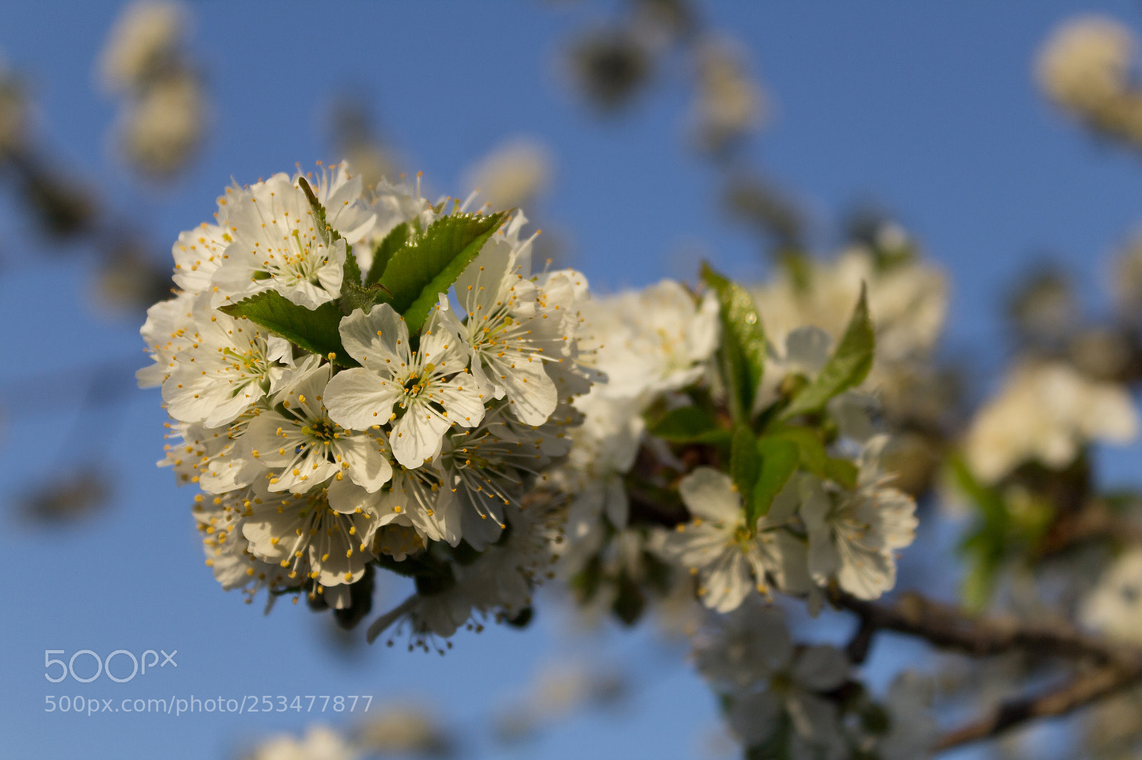 Canon EOS 600D (Rebel EOS T3i / EOS Kiss X5) sample photo. Cherry flowers photography