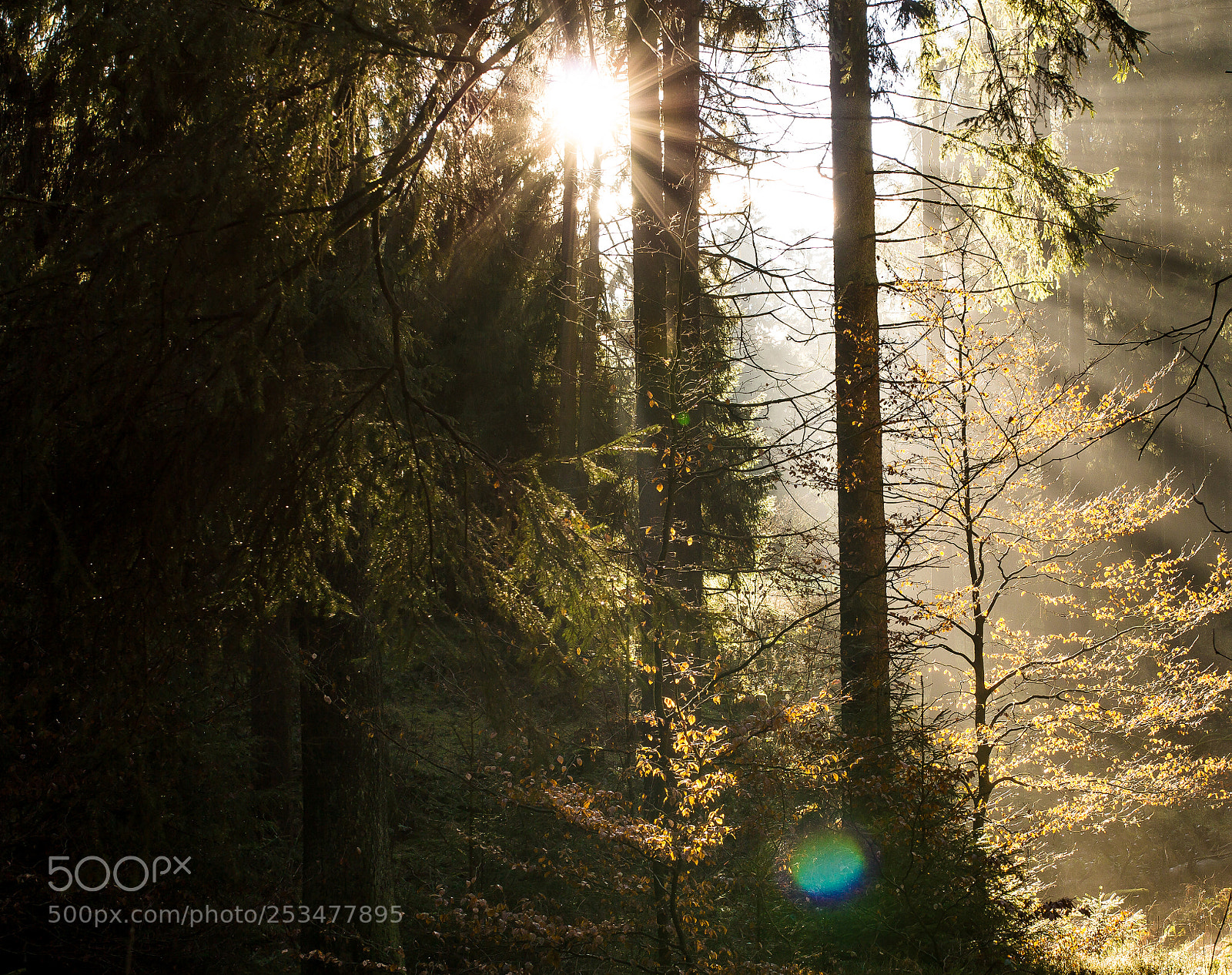 Canon EOS 60D sample photo. Sunlight beam photography