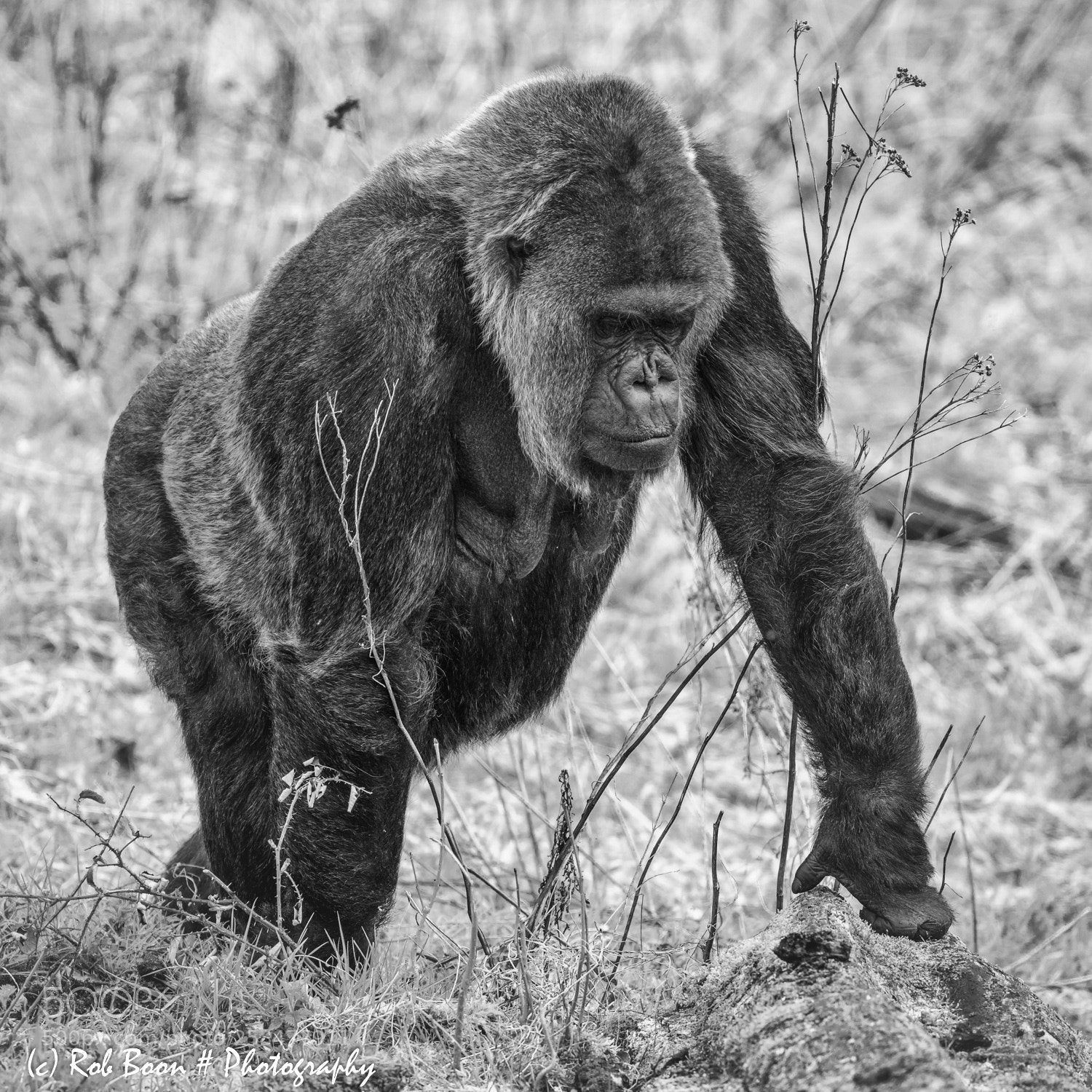 Canon EOS 5DS sample photo. Male gorilla photography