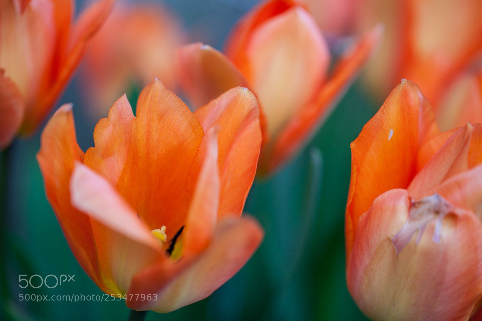 Canon EOS 5D Mark II sample photo. Tulipes photography