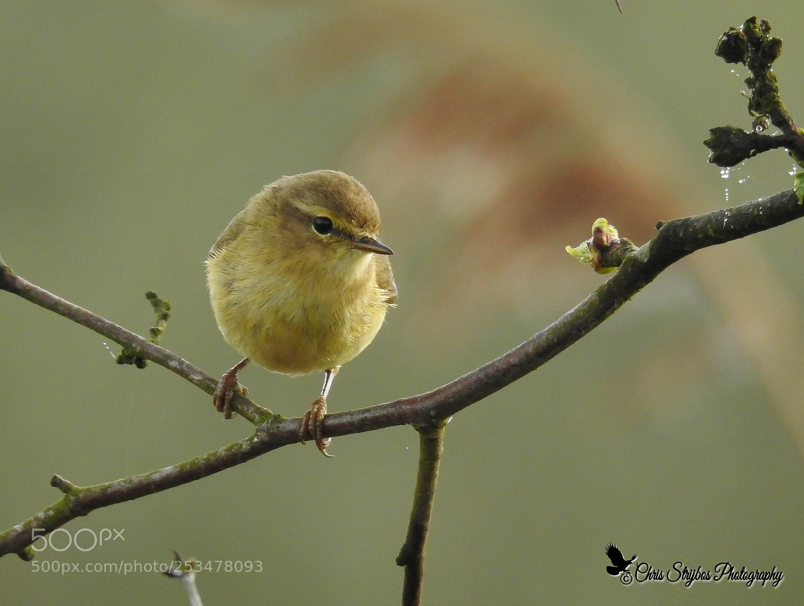 Nikon Coolpix P900 sample photo. Phylloscopus trochilus (fitis) photography