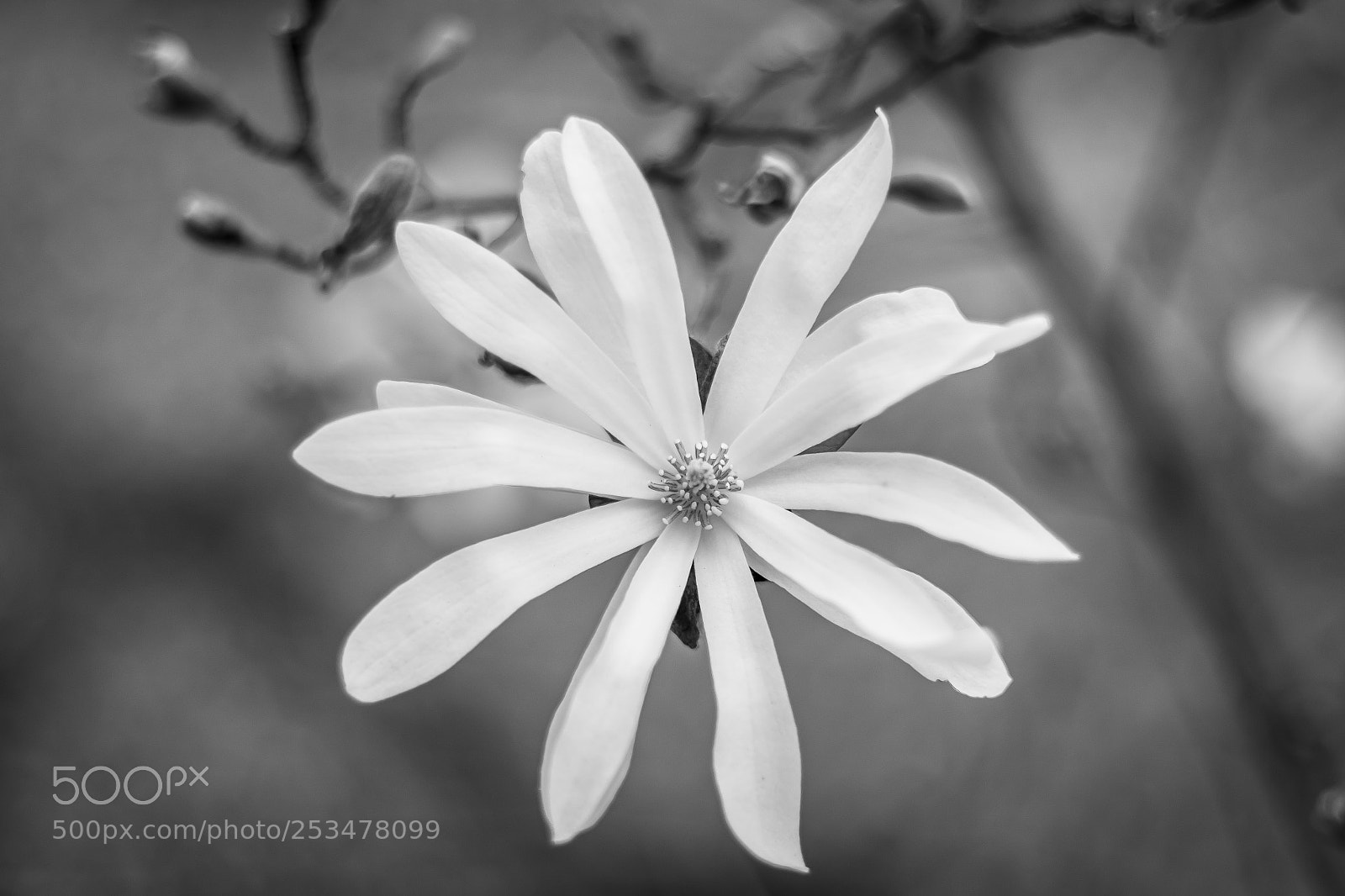 Nikon D7100 sample photo. B&w spring flower photography