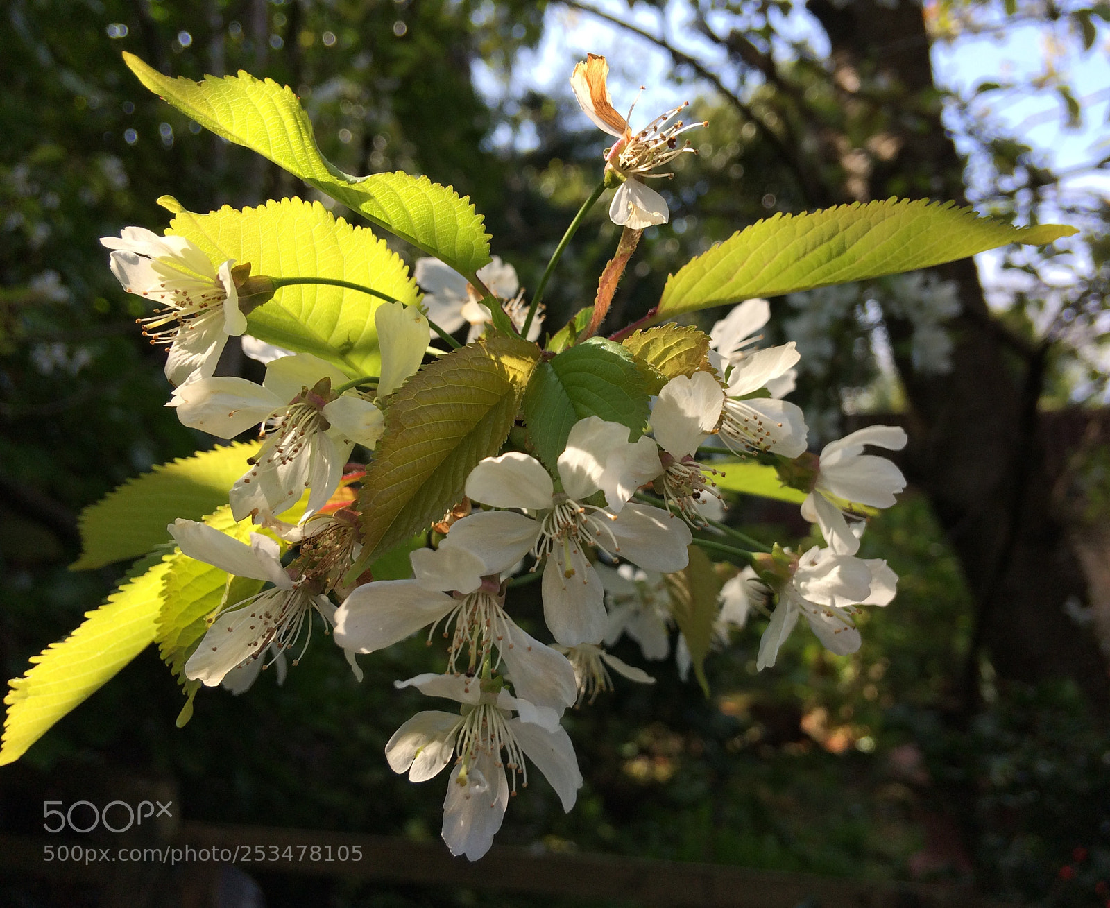 Apple iPhone 5s sample photo. Spring blossom photography