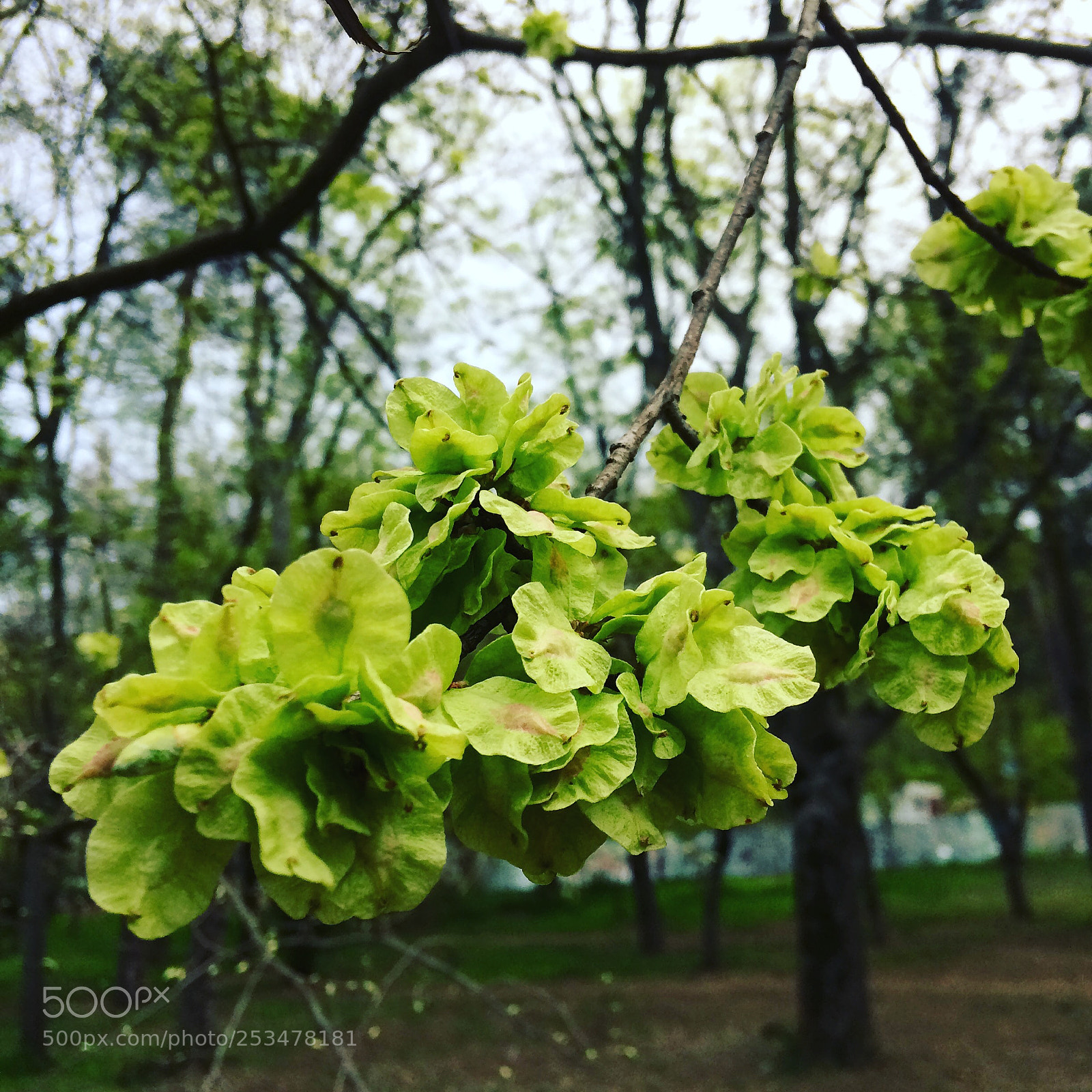 Apple iPhone 5s sample photo. Spring photography