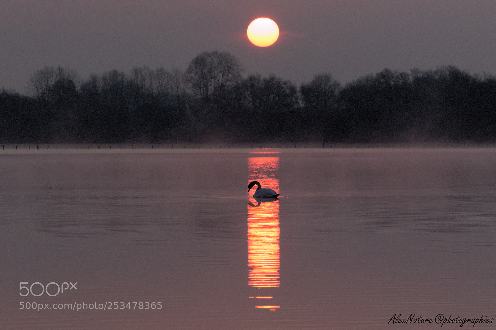 Canon EOS 7D Mark II sample photo. Cygne au lever du photography