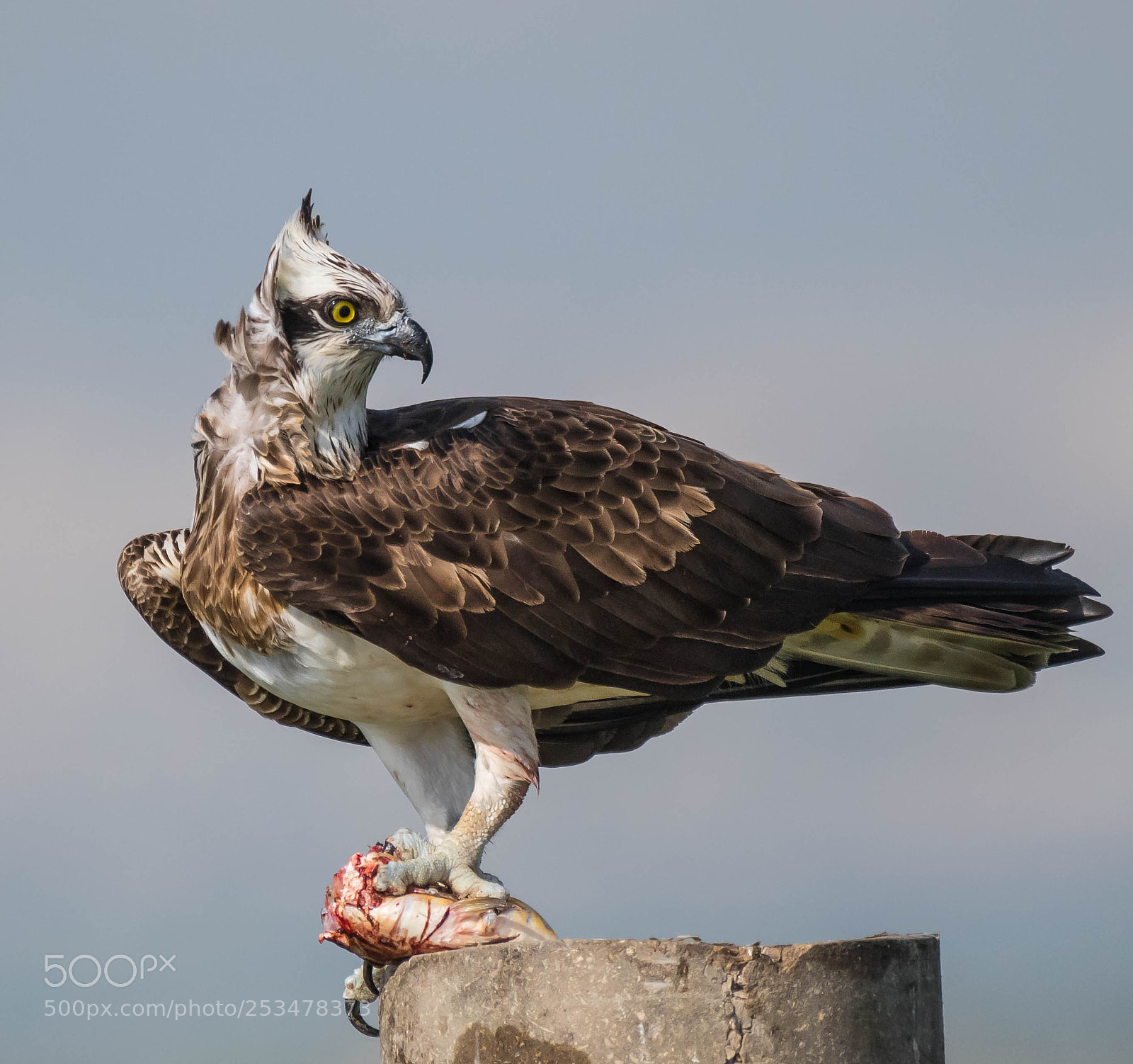 Nikon D850 sample photo. Osprey photography