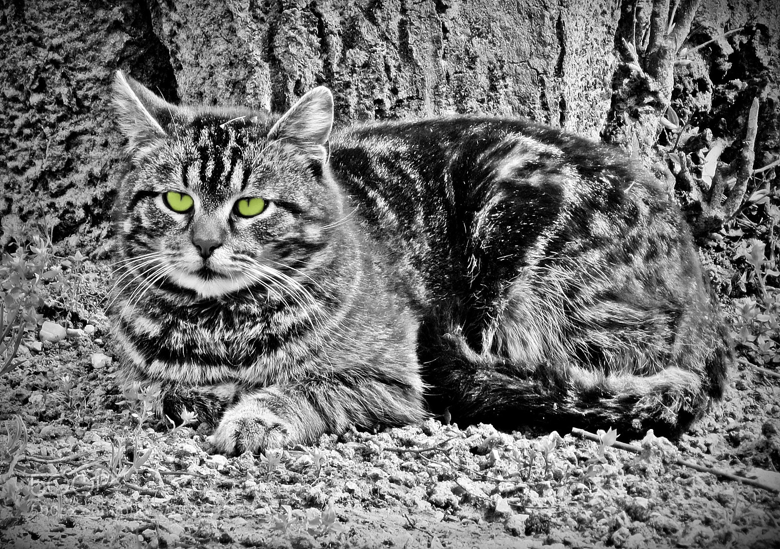 Canon PowerShot SX50 HS sample photo. Find the cat photography
