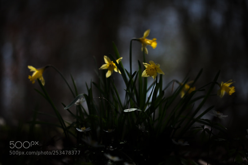 Canon EOS 5D Mark II sample photo. Wild daffodils photography