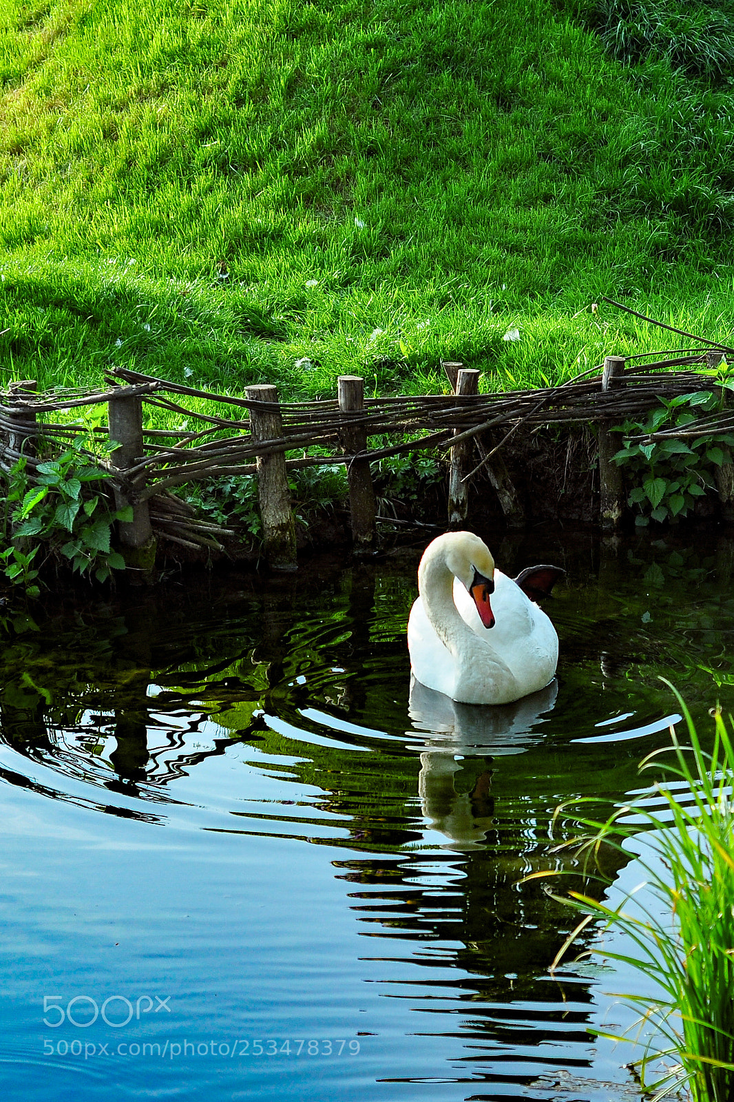 Nikon D90 sample photo. Spring swan photography
