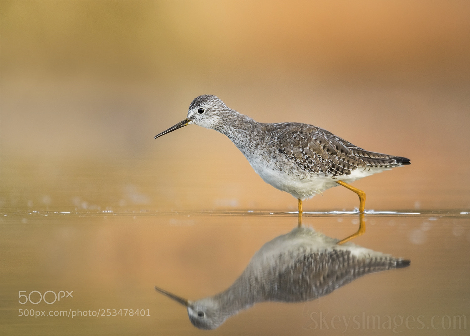 Nikon D500 sample photo. Yellowlegs (lesser) photography